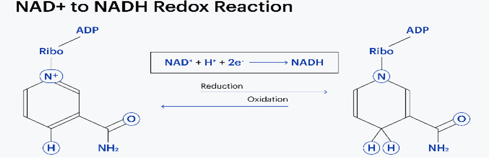 NAD+ to NADH Reaction