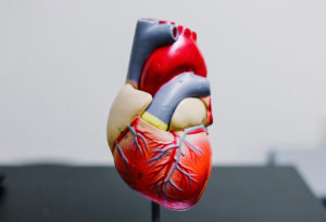 heart model