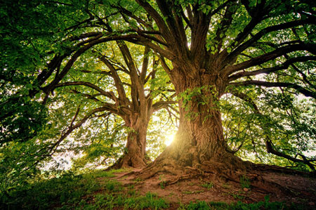 large mature tree