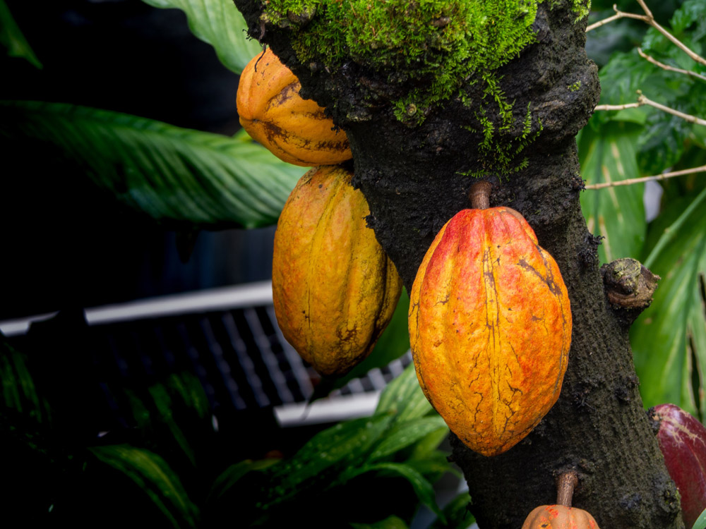 cacao pods on tree