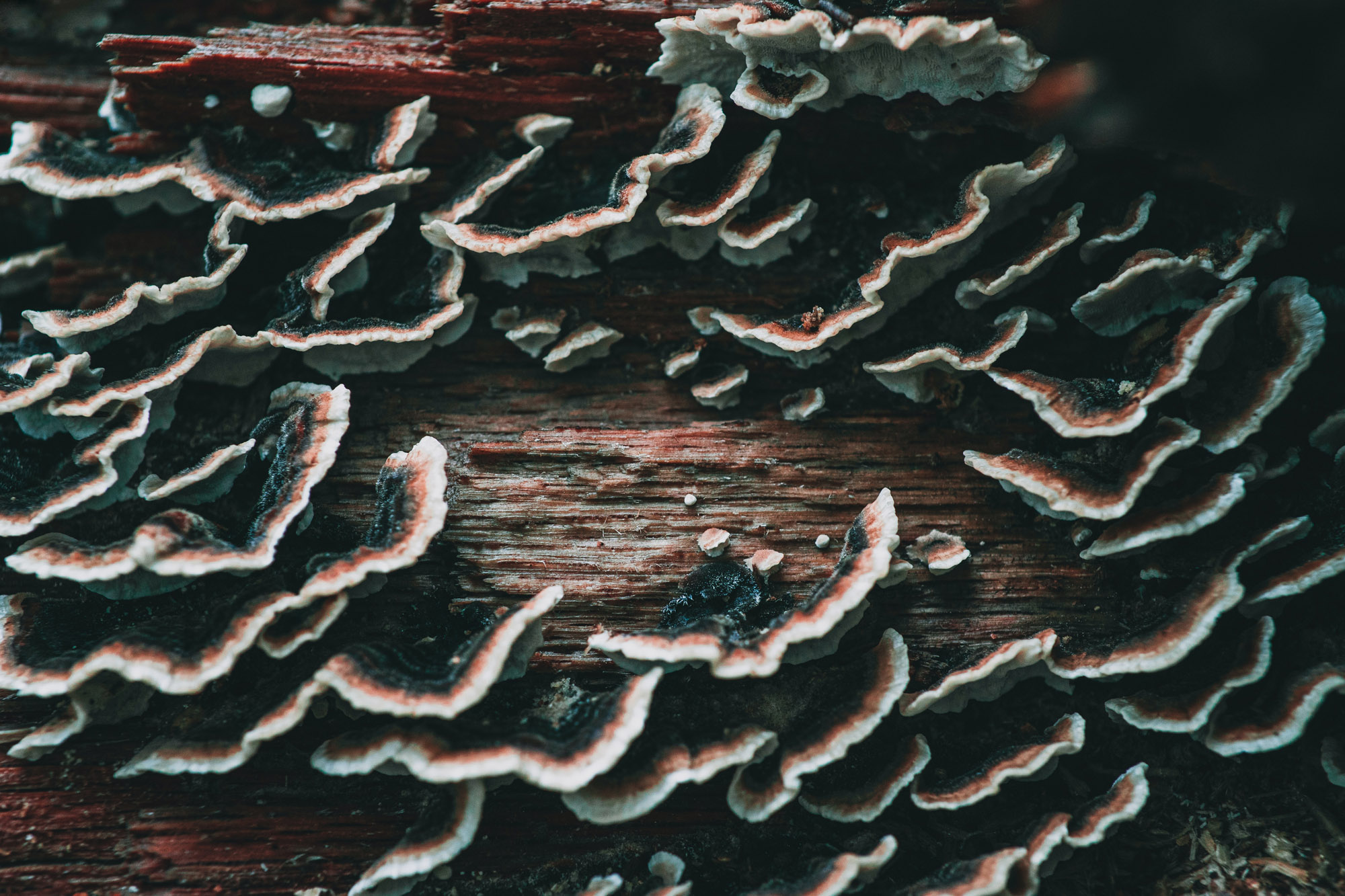 Turkey tail mushroom